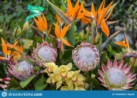Beauty Floristic Decoration With Colorful Tropical Flowers Stock Image