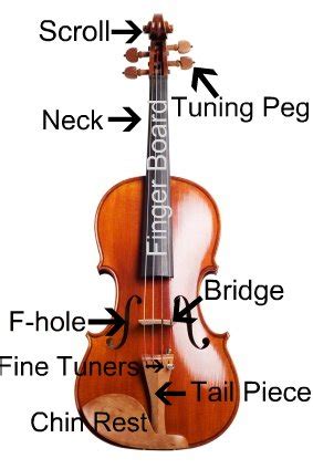 Violin Parts The Violin