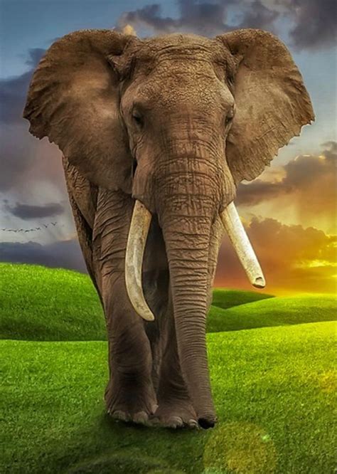 Pin By Mj Whitsett On Dam Im Pretty Elephants Photos Elephant