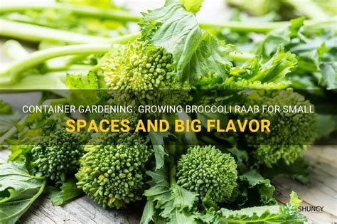 Container Gardening Growing Broccoli Raab For Small Spaces And Big