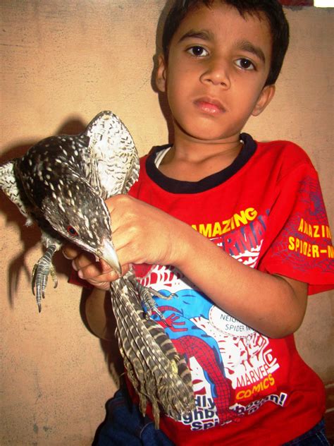 Johnson & johnson garden, mumbai: PAWS-Mumbai Press Kit Update: December 2011