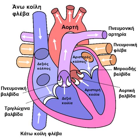 Pin By Πιτσινη Σοφια On Medicine Human Heart Diagram Heart Diagram