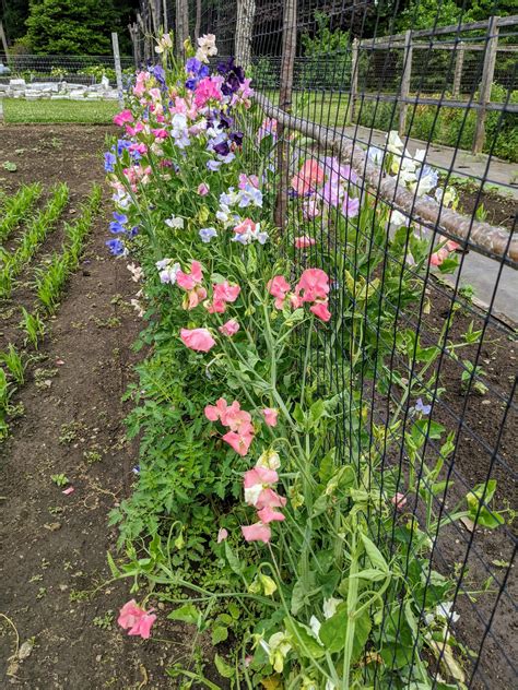 Are Sweet Peas Flower Safe For Dogs