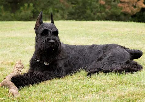 10 Amazing Black Large Dog Breeds The Buzz Land