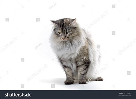 Big Silver Norwegian Forest Cat Looking Down Stock Photo