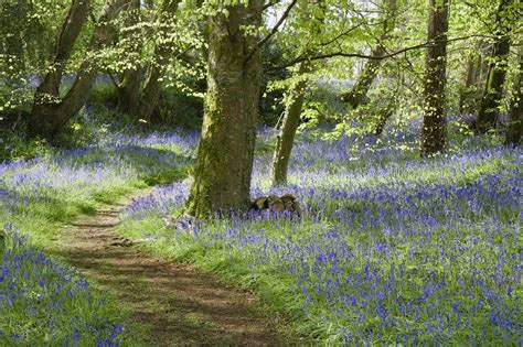 Why You Should Care About Wild British Bluebells