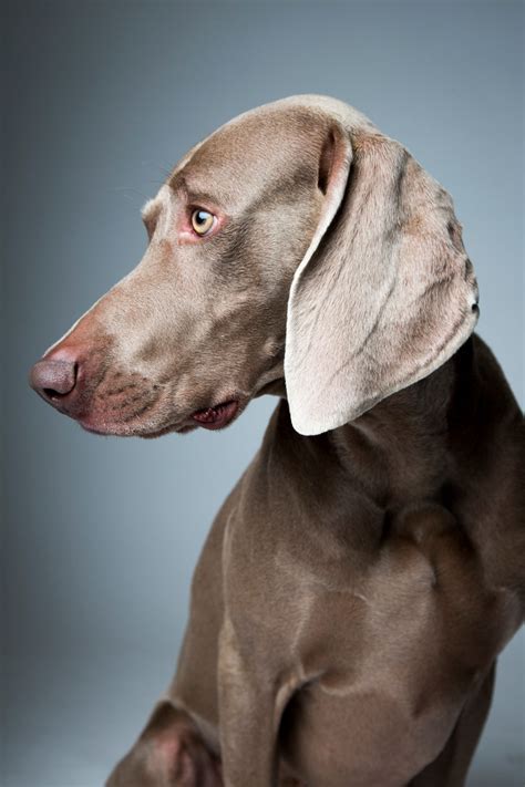 top dogs portraits  westminster   yorker