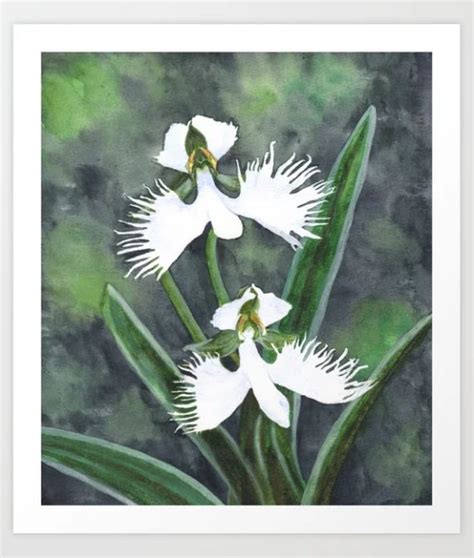 Habenaria Radiata White Egret Orchids Flowers Art Print By Savousepate