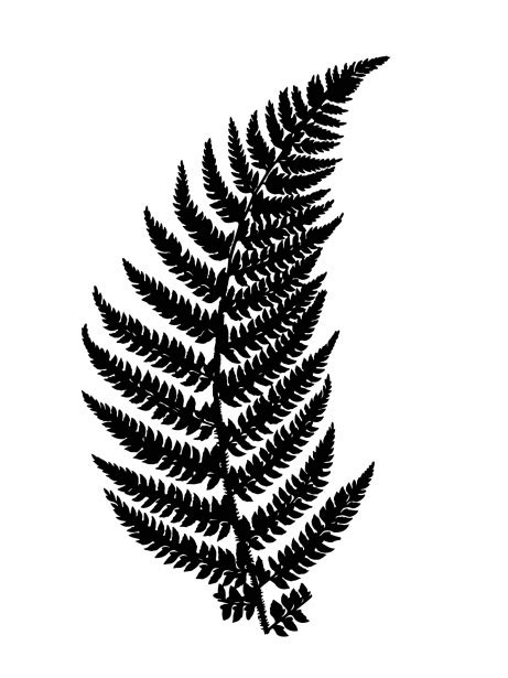 Fern Leaf Silhouette Clipart Free Stock Photo Public Domain Pictures