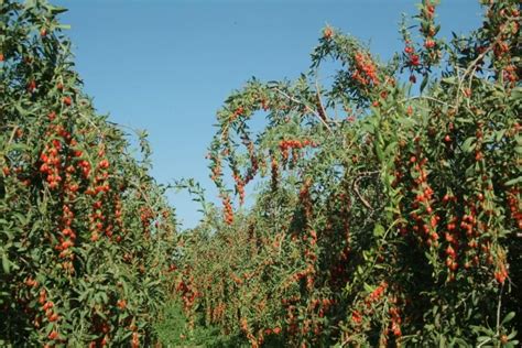 Piante Di Goji Goji Plants Goji Berries Plant Berry Garden Eyes