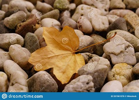 Single Fallen Leaf On Pebbles During Autumn Stock Photo Image Of