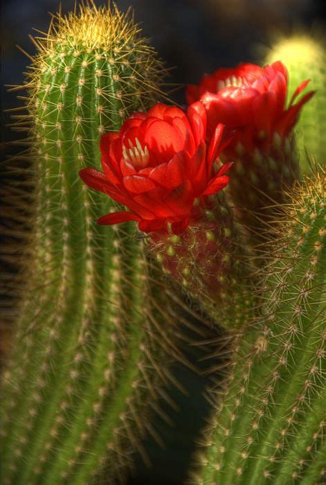 There are about 127 genera, with over 1750 known species. Red Torch II | Cactus, Cactus plants, Unusual flowers
