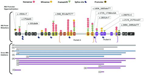 Schematic Representation Of Sequence Mutations Across Rb1 Gene Download Scientific Diagram