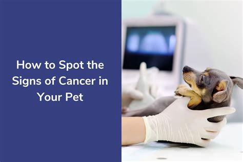 How To Spot The Signs Of Cancer In Your Pet Vetcheck Pet Urgent Care