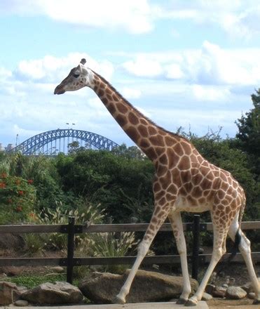 Wait at the buzz stop! Zoo Jokes For Kids