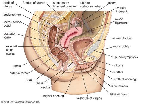 Since lower back pain in women has a wide array of different causes and some of them aren't even related to your back, we'll assess the most common factors separately below. human reproductive system | Definition, Diagram & Facts ...