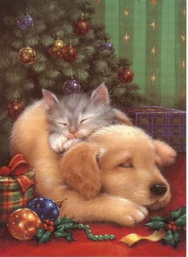 Christmas Puppy And Kitten 2 Dodie Flickr