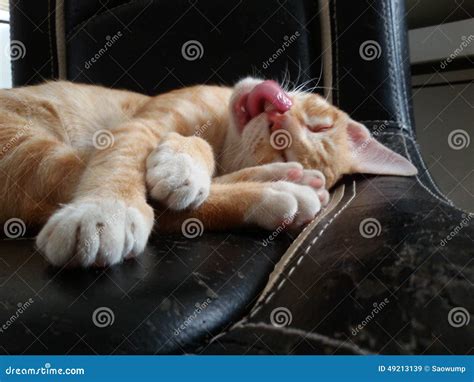 Sleeping Kitten Sweet Dream Stock Image Image Of Sleeping Sleep