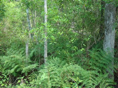 Check spelling or type a new query. Wild ferns growing along the Scuppernong River in Columbia ...