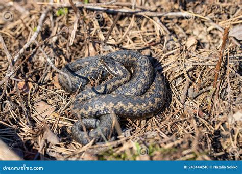 Viper Snake On The Ground Stock Photo Image Of Adder 243444240