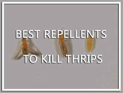 Best Repellents To Kill Thrips Detailed Buying Guide In 2019 Pest Wiki