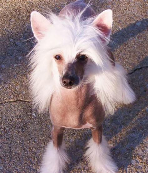 Akc Champion Chinese Crested In Hoobly Classifieds Chinese Crested