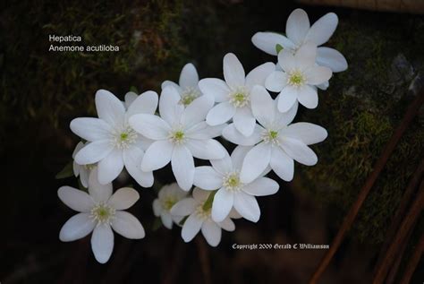 There's also a category of wildflowers called spring ephemerals. White sharp-lobed hepatica (anemone acutiloba) -- American ...