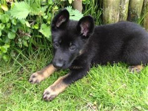 Located in the hills of south east tennessee just north of chattanooga. Pedigree KC Registered German Shepherd Dog Puppies in ...