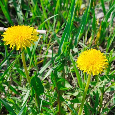 Yellow Dandelion Flowers With Leaves In Green Grass Spring Photo Stock