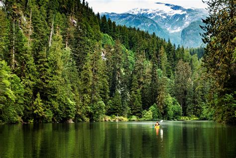 Ancient Trees Of British Columbias Great Bear Rainforest