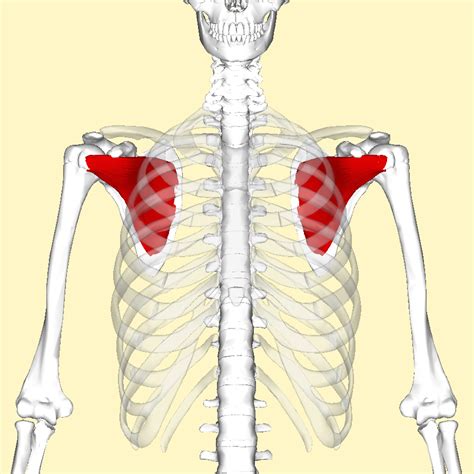 Subscapularis Muscles Information