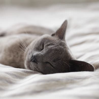 It is important to check a pet's respiratory rate when they are either very calm (i.e. Sarah Smith Cardiology - specialists in cardiology
