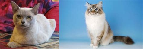 European Burmese Vs Birman Breed Comparison Mycatbreeds