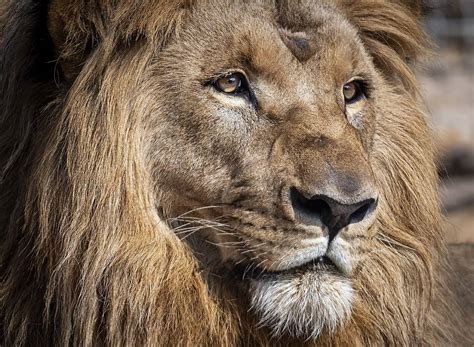 Although lions are larger and stronger, lionesses are in charge for the hunt. Four Lions Test Positive For Covid-19 At Barcelona Zoo - UNILAD