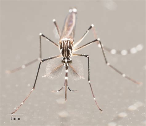 Yellow Fever Mosquito Mosquitoes Of Georgia · Inaturalist