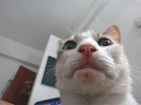 Top 20 Des Selfies Faits Par Des Chats Oui Cest Con Mais Cest Pour