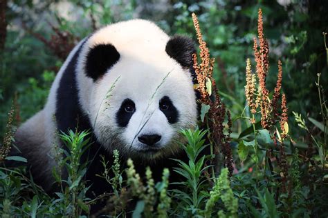 Pandabär Großer Panda Tiere Säugetiere Goruma