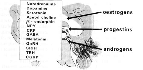 Neurotransmitters And Neuropeptides Modulated By Sex Hormones Nyp Download Scientific