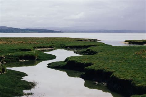 Ciri utama dari rumput laut ini adalah helaian daunnya jenis rumput laut ini pernah ditemukan di perairan puntondo, teluk laikang, sulawesi. Gambar : laut, pantai, rawa, struktur, danau, teluk, waduk ...