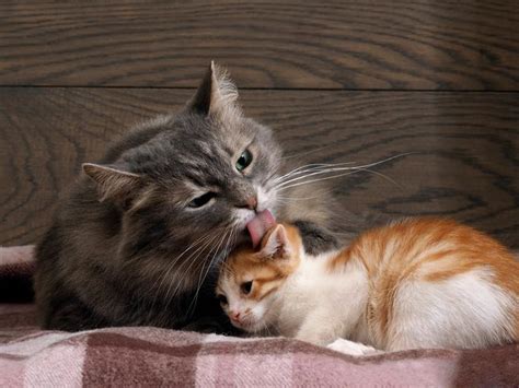 Why Do Cats Lick Each Other Grooming Behavior