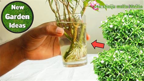 The roots of water jasmine is claimed to have medicinal uses. How to Make rooting Chandni plant/Grow plants in water ...