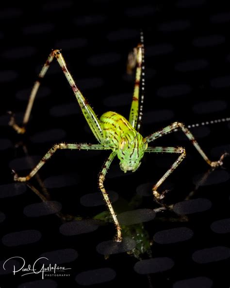 Lesser Angle Winged Katydid Nymph Microcentrum Retinerve Arachnoboards