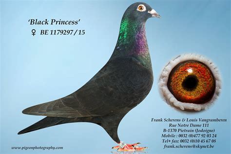 Racing Pigeon Auction