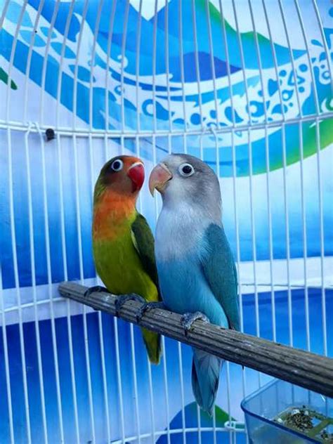 Maybe you would like to learn more about one of these? √ 15 Cara Membedakan Lovebird Jantan dan Betina Terupdate - Binatang Peliharaan