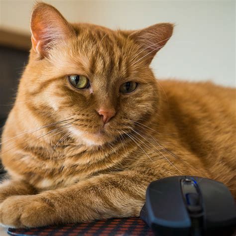 Oct 29, 2019 · national cat day organizers want cats to find good homes, and the occasion is a fine time to consider adopting a cat from a shelter or pet rescue organization. NATIONAL GARFIELD THE CAT DAY - June 19, 2021 | National Today