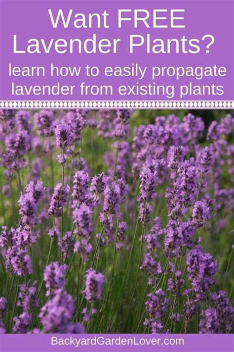 How To Grow Lavender Plants In Your Garden Or In Containers Lavender