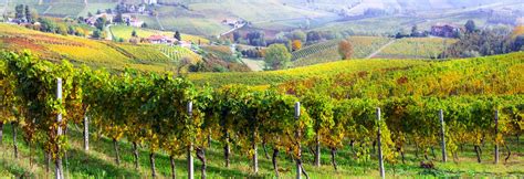 Colorful Vineyards In Piedmont Regionitaly Stock Image Image Of