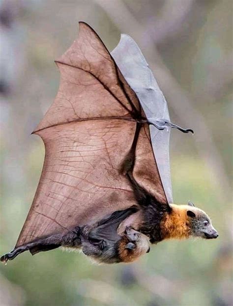 The Grey Headed Flying Fox Pteropus Poliocephalus Is Distinguished