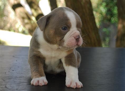 Puppies range $800 to $8,500. English Bulldogge Info, Temperament, Puppies, Pictures