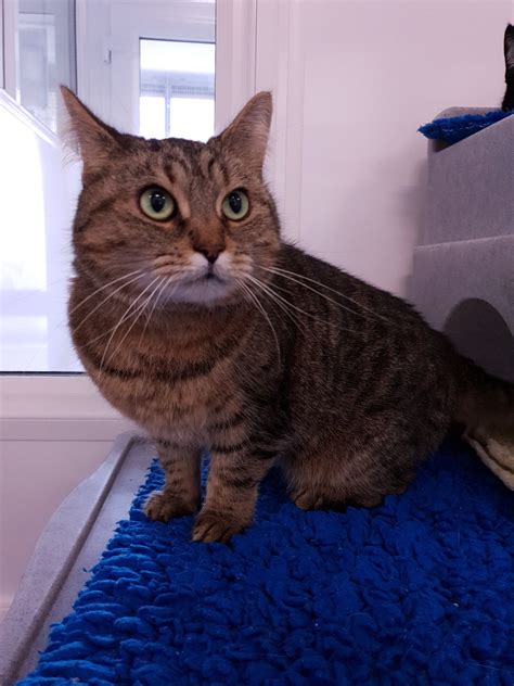 Apply to cat protection jobs now hiring on indeed.com, the worlds largest job site. Cats Protection Warrington Adoption Centre - Home | Facebook